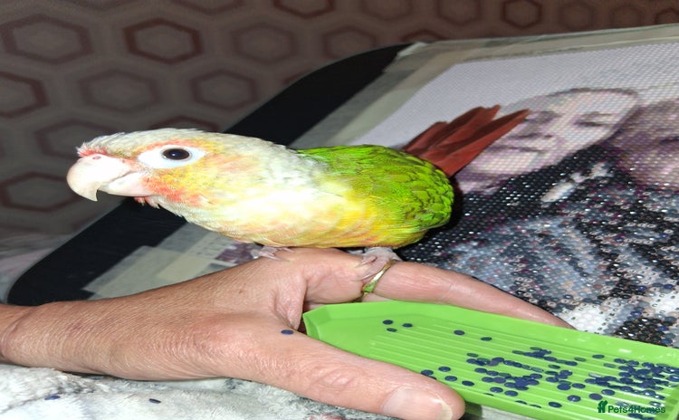 Canaries birds - Advert 1
