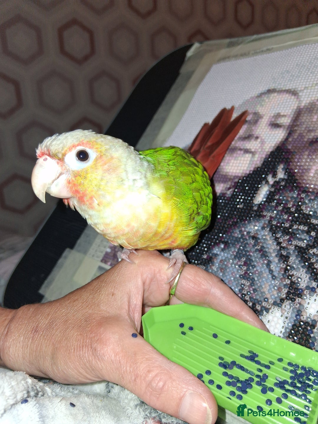 Canaries birds for sale: ( Pippin) Conure  - Image 1