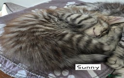 Maine Coon cats for sale: Large pedigree Tica Maine coon kittens READY  - Image 14