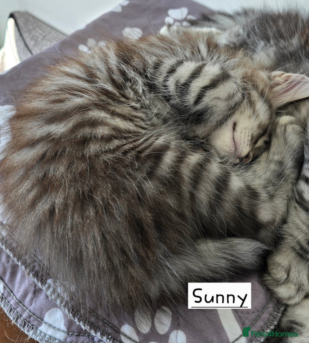 Maine Coon cats for sale: Large pedigree Tica Maine coon kittens READY  - Image 14