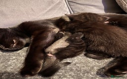 Abyssinian cats for sale: Black tabby Halloween kittens👻 - Image 8
