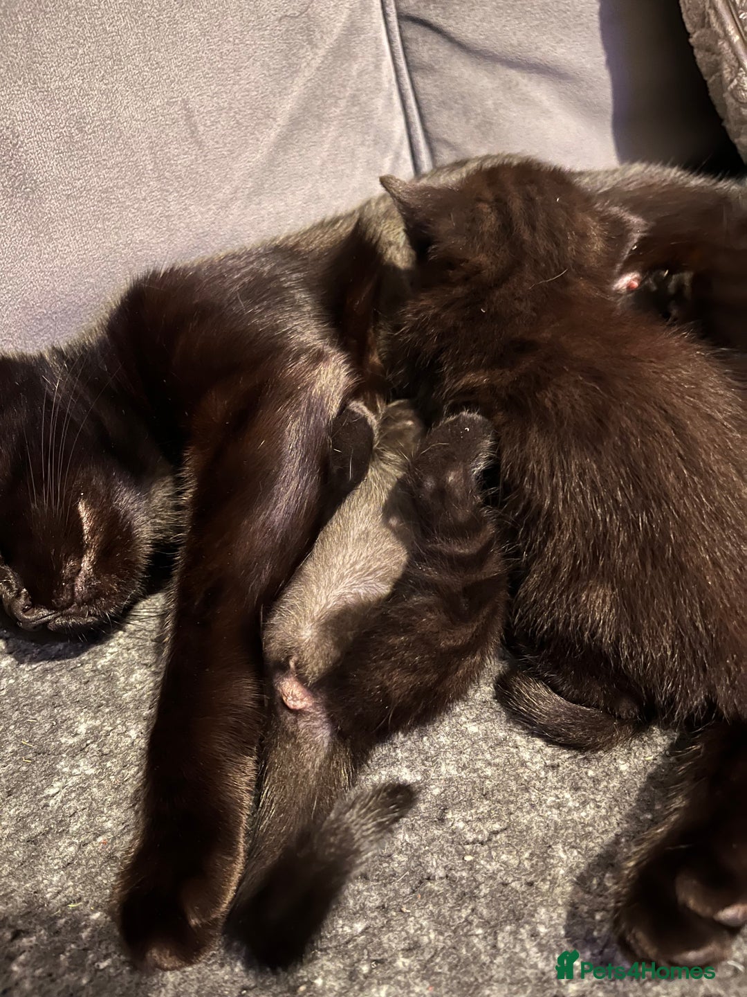 Abyssinian cats for sale: Black tabby Halloween kittens👻 - Image 8