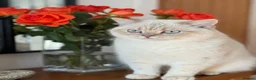 British Shorthair cats for sale: Twins British shorthair  Male Cats Price Negotiabl - Advert 1