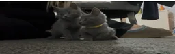 British Shorthair cats for sale: British short hair kittens - Advert 3