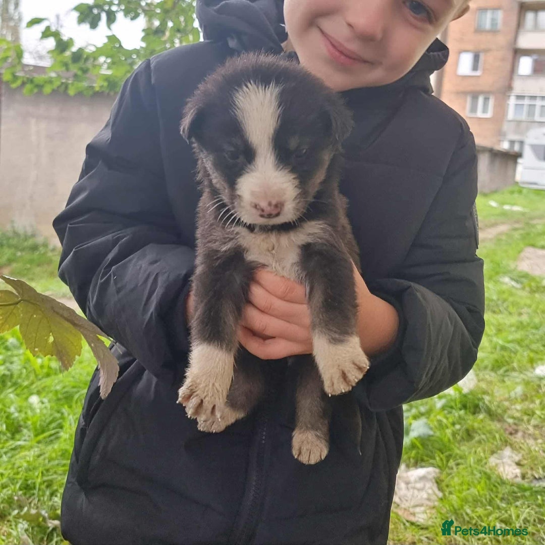 Mixed Breed dogs for adoption: Flower 💛 - Advert 8