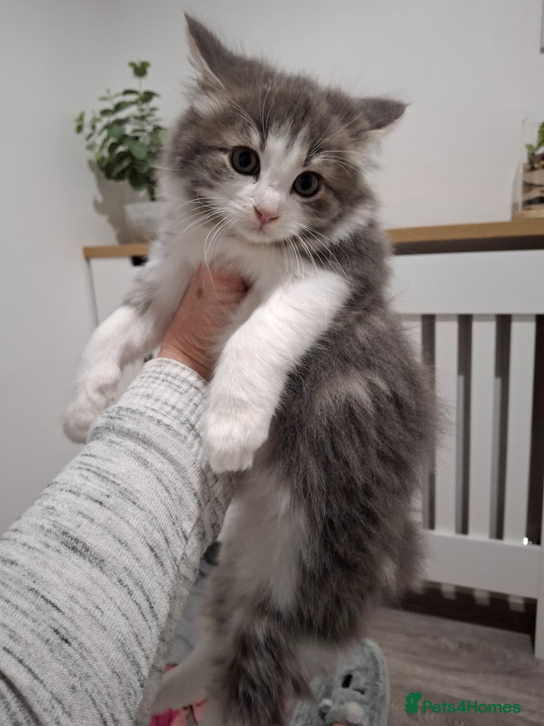 Maine Coon cats for sale: Beautiful Grey/White Part Maine Coon Kitten - Image 9