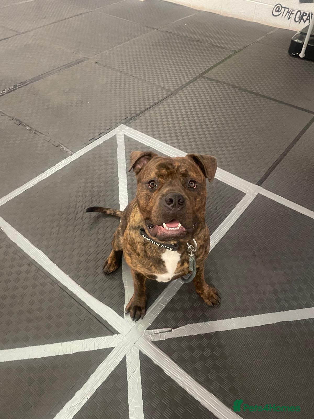 Mixed Breed dogs Denzel  - Advert 1