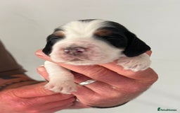 Cocker Spaniel dogs for sale: KC COCKER PUPS TRI BLACK TAN WHITE RED BLUE ROAN - Image 12