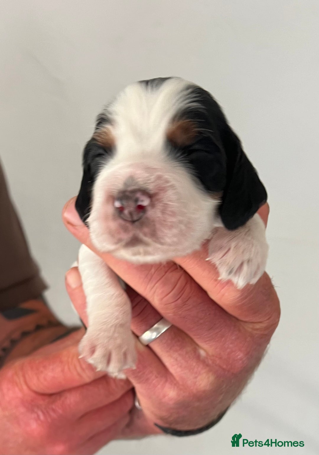 Cocker Spaniel dogs for sale: KC COCKER PUPS TRI BLACK TAN WHITE RED BLUE ROAN - Image 12