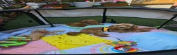 Maltipoo dogs for sale: F1B Maltipoo Rare Colours DNA Tested  - Advert 17