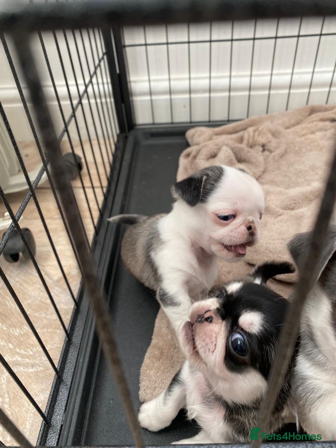 Pug dogs for sale: Puppy pugs! - Advert 3