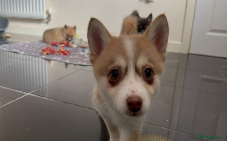 Pomsky dogs - Advert 1