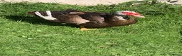 Ducks poultry for sale: Muscovy drake - Advert 7