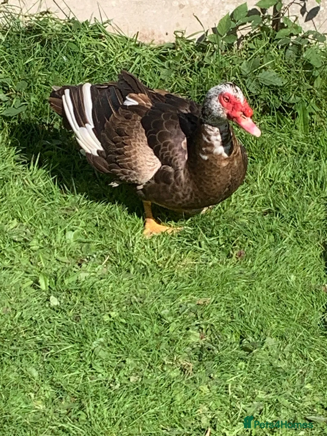 Ducks poultry for sale: Muscovy drake - Advert 7