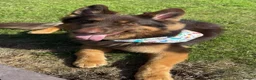 German Shepherd dogs for stud: KC registered Liver & tan stud - Advert 3
