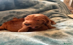 Mixed Breed dogs for sale: Australian Labradoodle puppies - Image 10