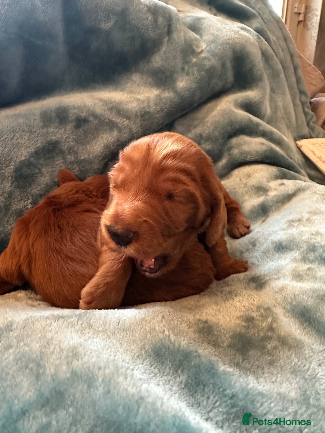 Mixed Breed dogs for sale: Australian Labradoodle puppies - Image 10
