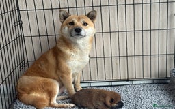 Japanese Shiba Inu dogs for sale: Adorable Japanese Shiba Inu Puppy Little Sunshine  - Image 16