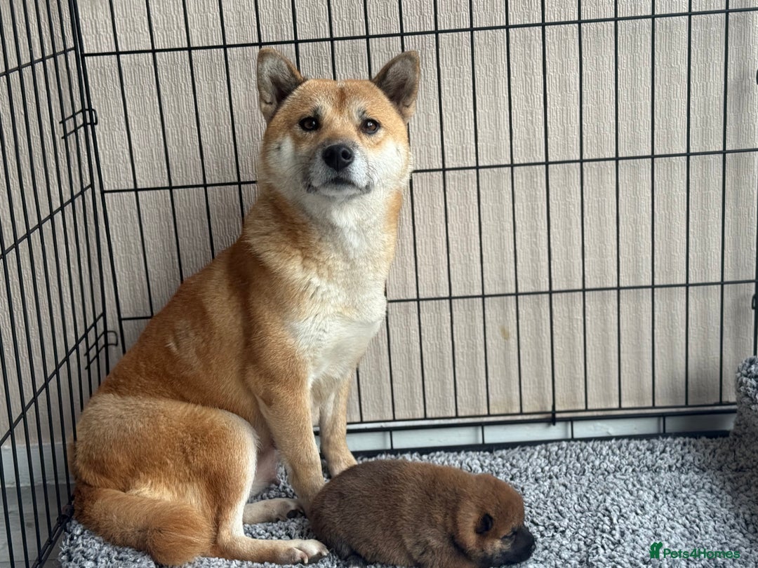 Japanese Shiba Inu dogs for sale: Adorable Japanese Shiba Inu Puppy Little Sunshine  - Image 16