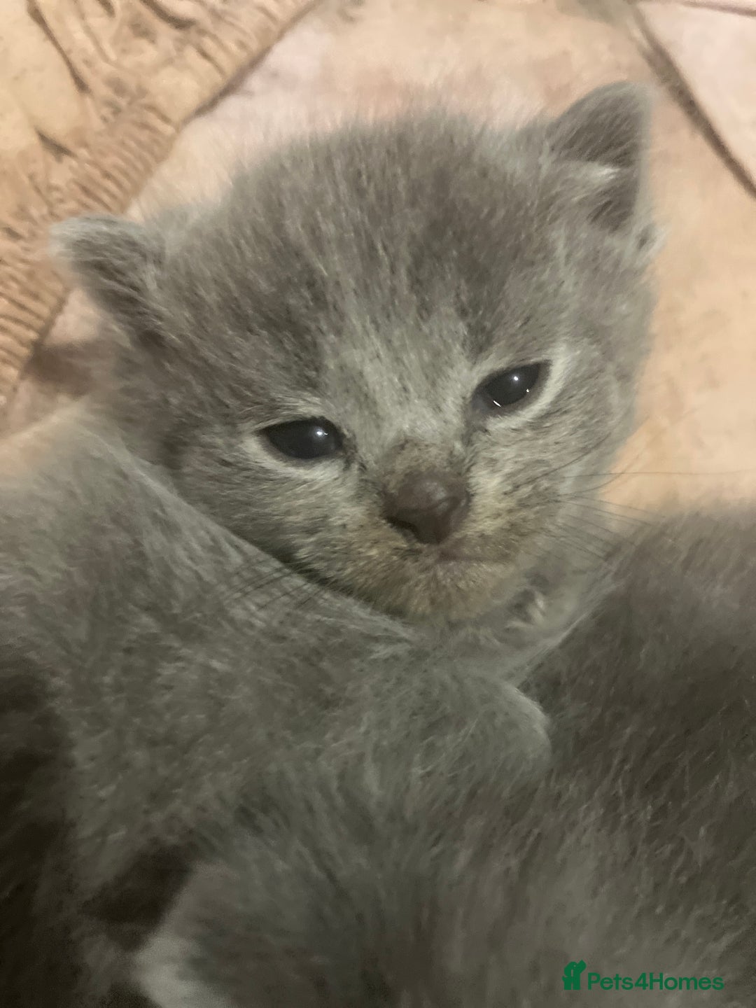 Mixed Breed cats for sale: Half british short hair kittens for reserve - Advert 5