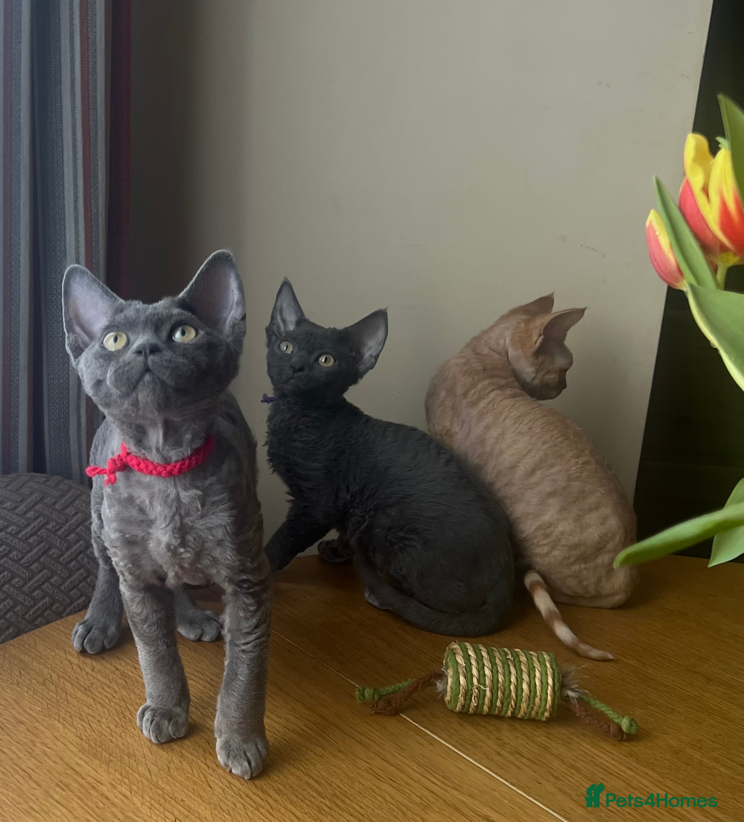 Devon Rex cats Devon Rex kittens  - Advert 11