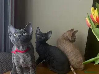 Devon Rex cats Devon Rex kittens - Advert 11