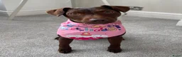 Patterdale Terrier dogs for sale: Chocolate Patterdale Terrier  - Advert 3