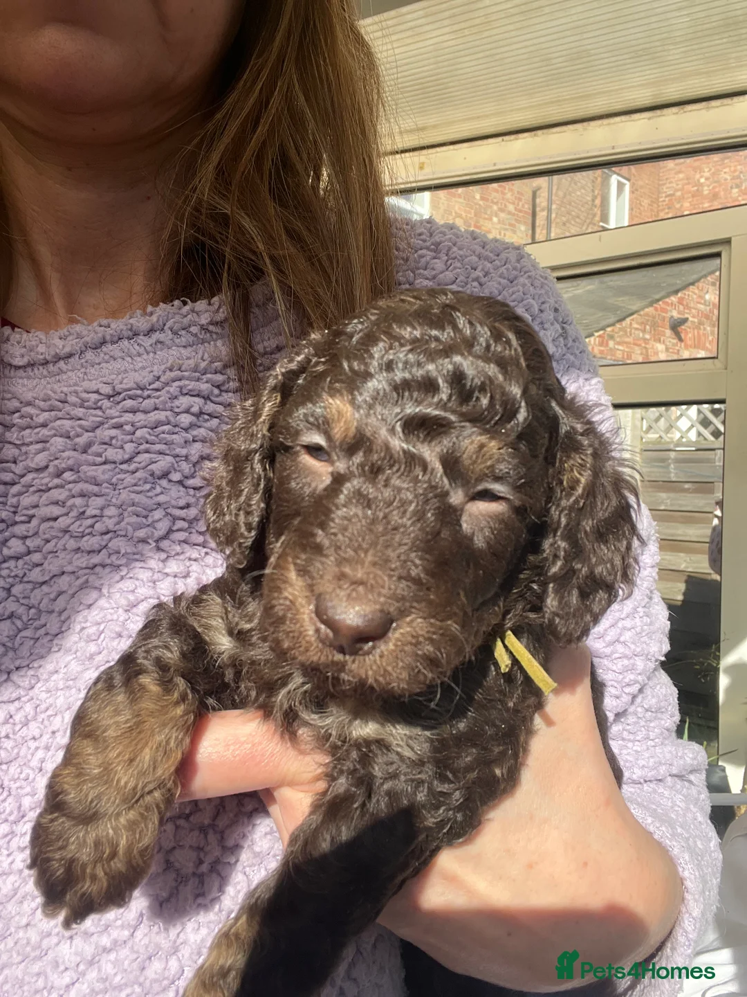 Cockapoo dogs for sale: Chocolate Merle and sable cockapoo - Advert 33