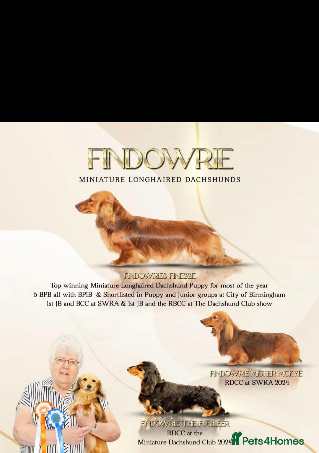 Miniature Dachshund dogs for sale: Exceptional Champion Bloodlines KC Registered PRA - Advert 5