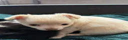 Chihuahua dogs for sale: Gorgeous litter of long hair chihuahuas  - Advert 8
