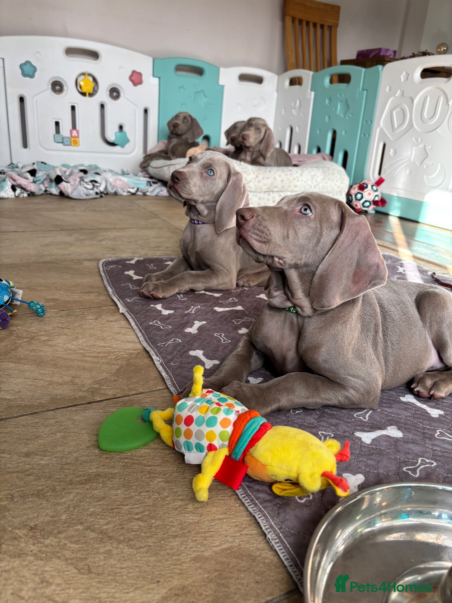 Weimaraner dogs 🥰🩷4 KC girls🩷 ready for their forever homes  - Advert 16