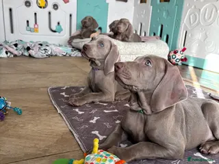 Weimaraner dogs 🥰🩷4 KC girls🩷 ready for their forever homes - Advert 16