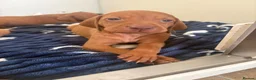Hungarian Vizsla dogs for sale: 9 KC registered Hungarian Vizla puppies - Advert 21