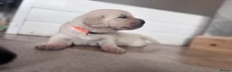 Golden Retriever dogs for sale: Golden retriever puppies🩷🩵 - Advert 11
