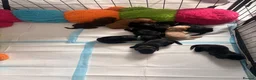 Cockapoo dogs for sale: F1B Cockapoo Puppies 💜🩵 - Advert 6