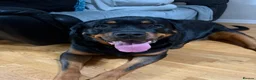 Rottweiler dogs for sale: ROTTWEILER in Skelmersdale - Advert 7
