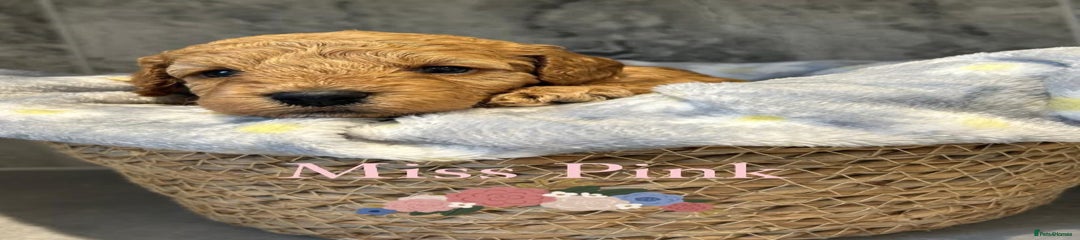 Cavapoo Puppy 5