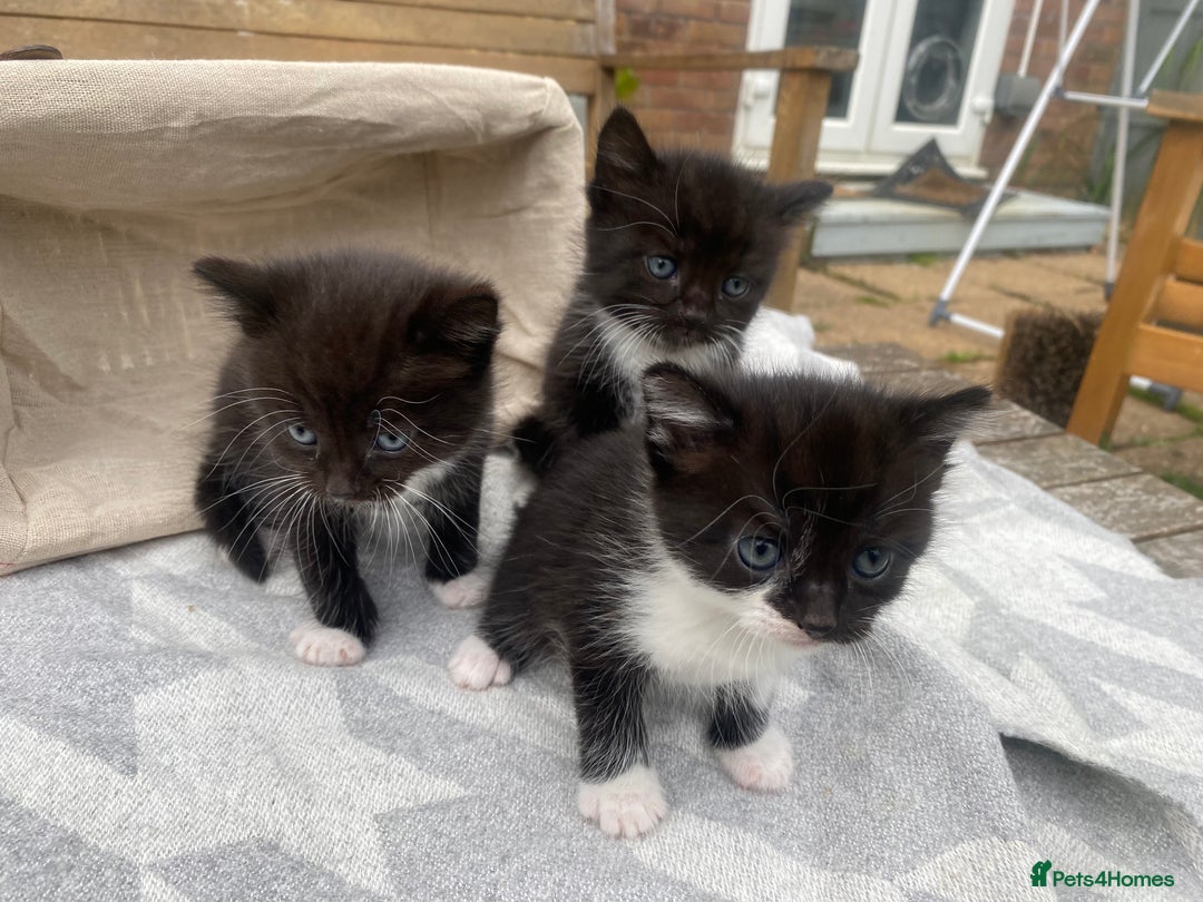 Mixed Breed cats for sale: Fluffy mixed tabby kittens  - Image 9