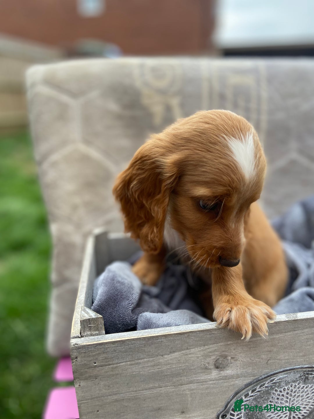 Cockapoo dogs for sale: Cockapoo puppies  - Image 8