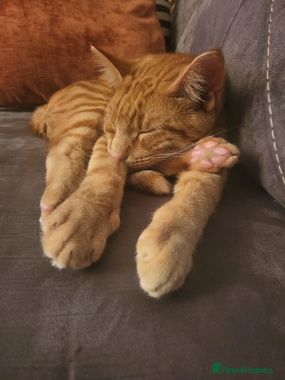 Domestic Shorthair cats for sale: Male kitten - Advert 2