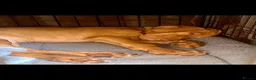 Hungarian Vizsla dogs for sale: Hungarian Vizsla Puppy 14 weeks old  - Advert 7