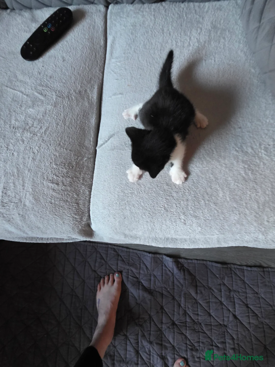 British Shorthair cats for sale: Beautiful  - Advert 2