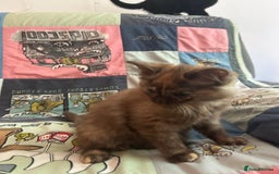 Mixed Breed cats for sale: 5 Beautiful, Fluffy Kittens For Sale! - Image 24