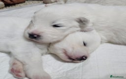 Samoyed dogs for sale: Beautiful Samoyed Puppies! ✨* - Image 10