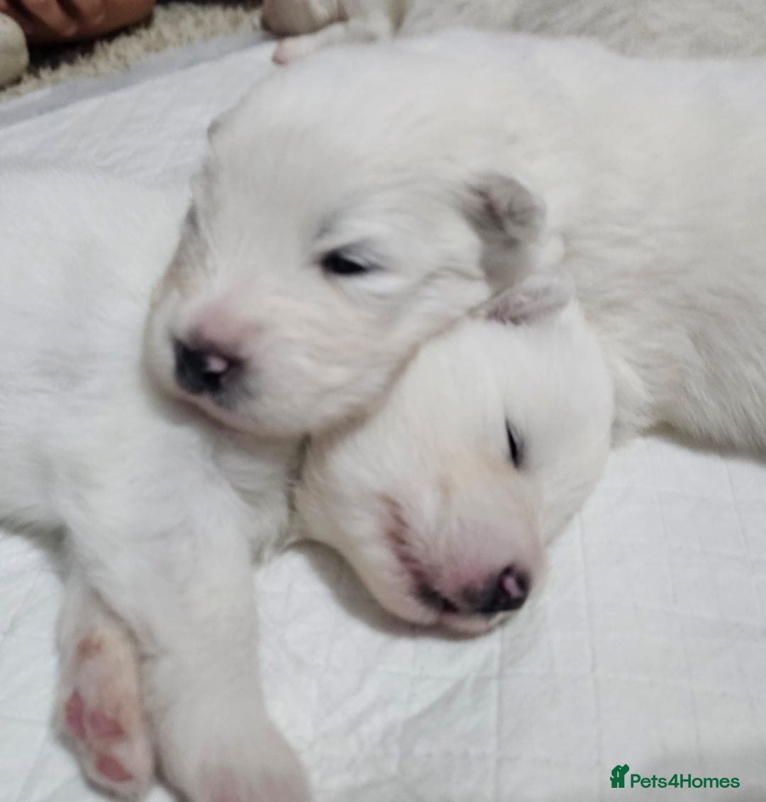 Samoyed dogs for sale: Beautiful Samoyed Puppies! ✨* - Image 10