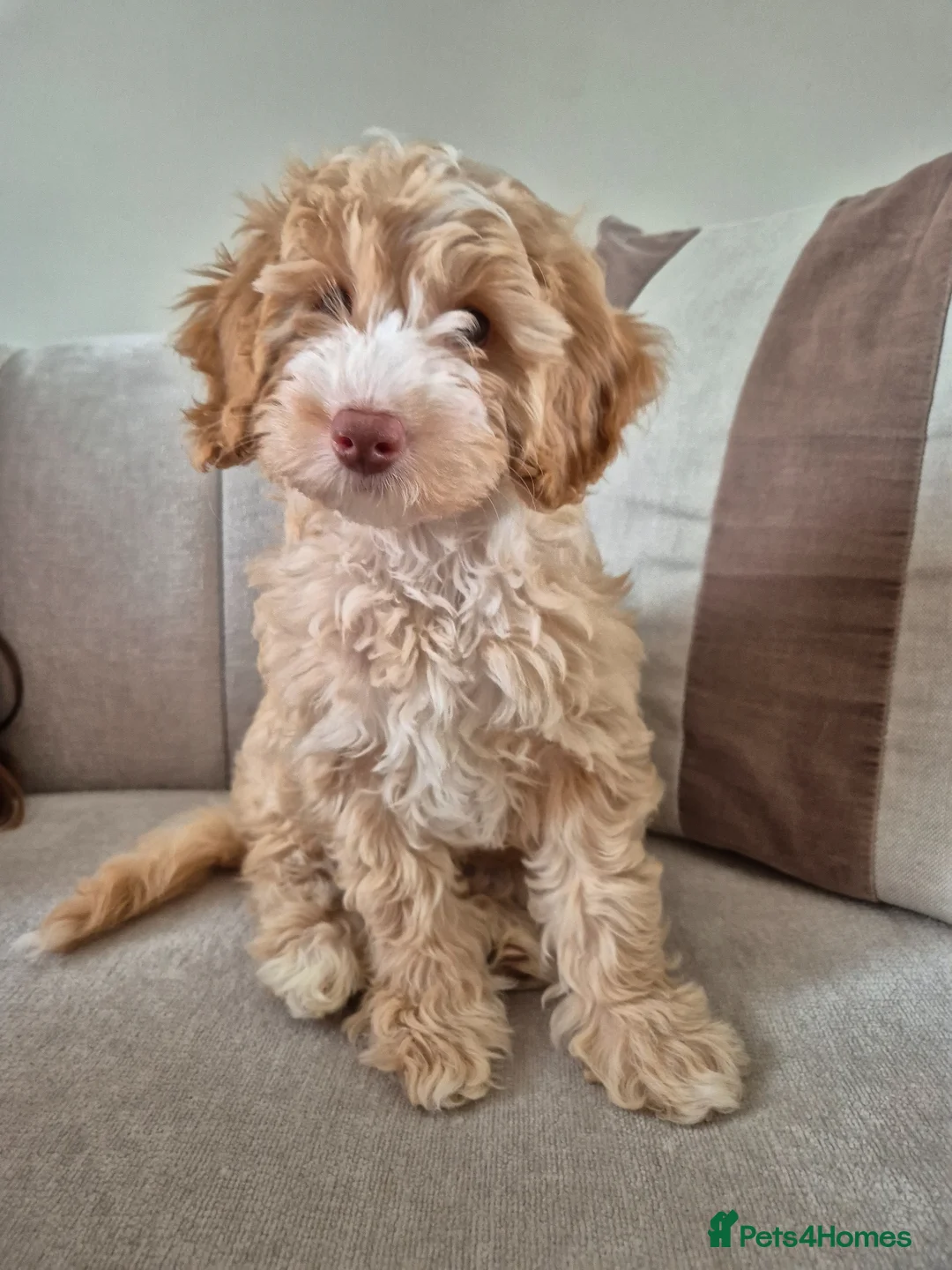 Cockapoo dogs for stud: First time Cockapoo Stud – 1 Year Old in Stevenage - Advert 8