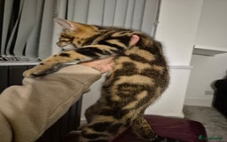 Mixed Breed cats for sale: Kittens for sale  - Image 5