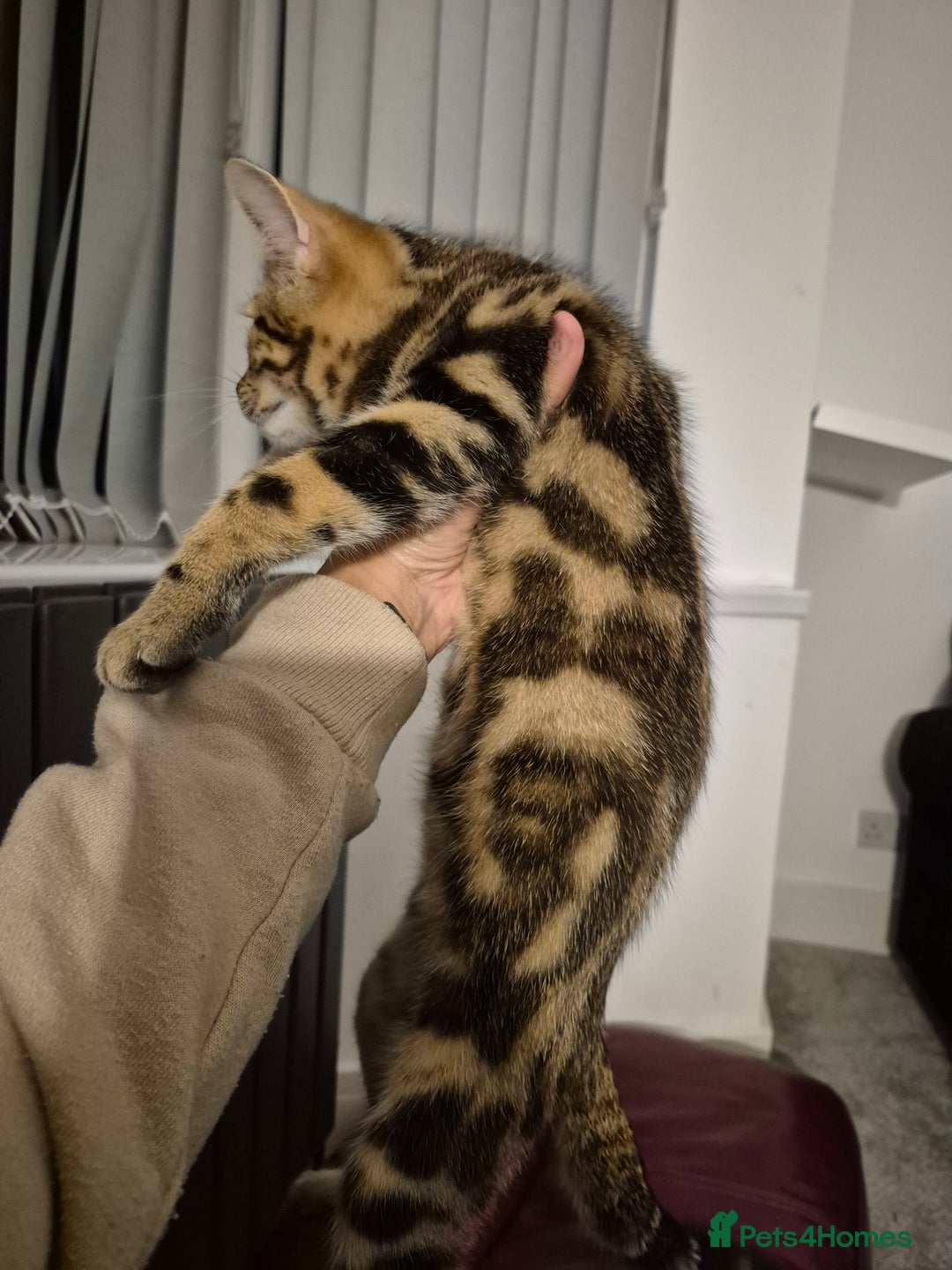 Mixed Breed cats for sale: Kittens for sale  - Image 5