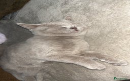 British Shorthair cats for sale: lilac british shorthair kitten - Image 4