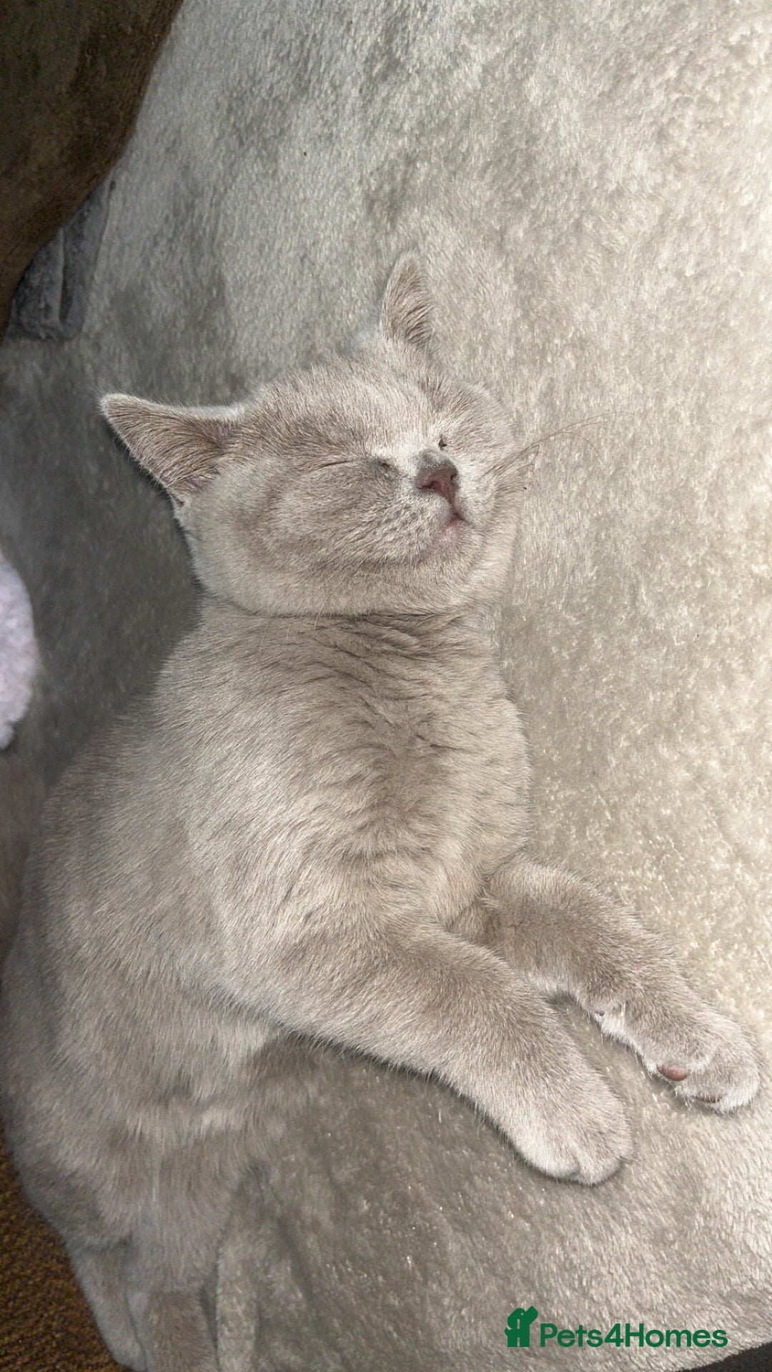 British Shorthair cats for sale: lilac british shorthair kitten - Image 4